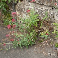 Red Valerian